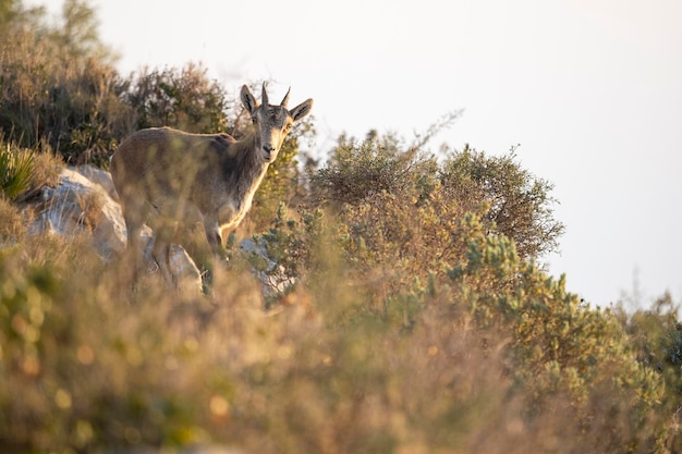 Spanish ibex young male in the nature habitat wild iberia spanish wildlife mountain animals