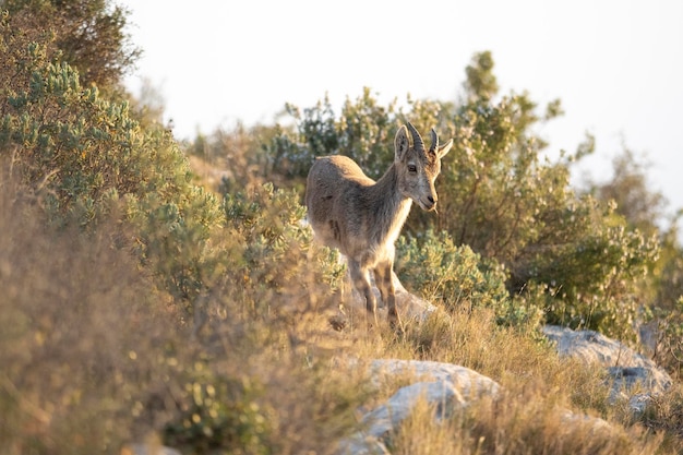 Spanish ibex young male in the nature habitat wild iberia spanish wildlife mountain animals