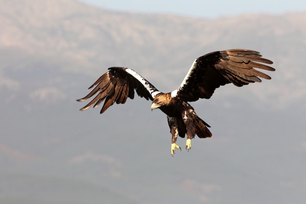 Spanish Imperial Eagle adult  female flying in a Mediterranean forest on a windy day early morning