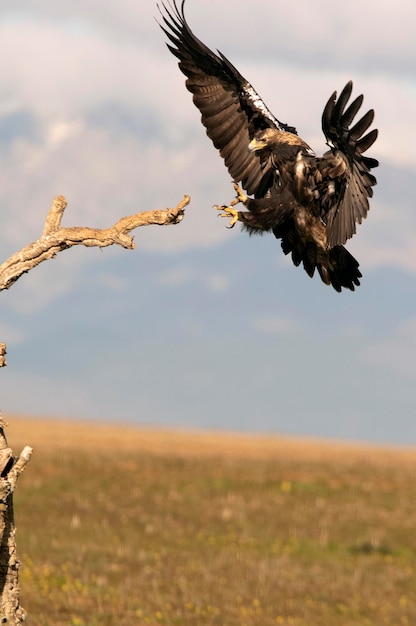 Spanish Imperial Eagle arriving at his favorite watchtower with the first light of day