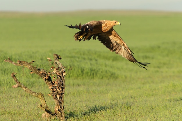  Spanish imperial eagle   with the first rays of dawn on a cold winter day