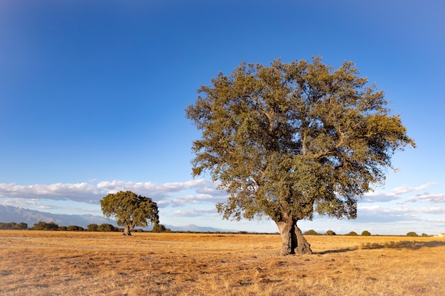 Spanish meadow in summer with a holm oak