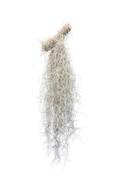 Spanish moss isolate on white background. Clipping path.