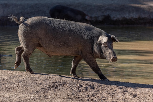 Spanish pig running around the farm