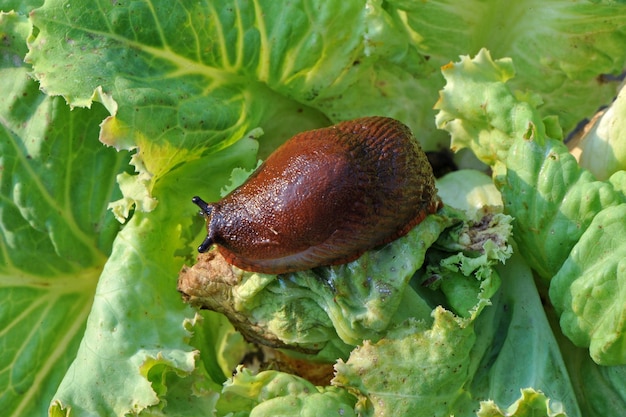 Spanish slug (Arion vulgaris) is dangerous pest agriculture.Slug eating a lettuce leaf.