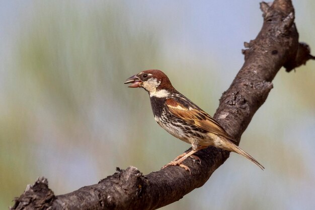 Spanish sparrow Passer hispaniolensis Malaga Spain