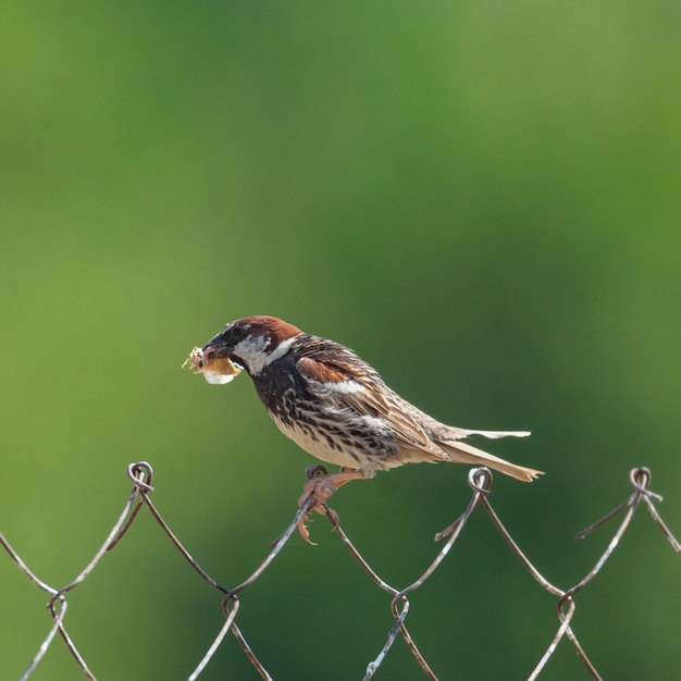 Spanish Sparrow Passer hispaniolensis with food in your beak.