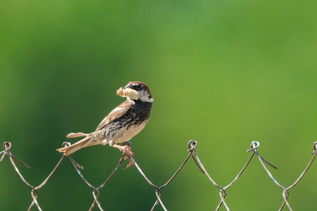 Spanish Sparrow Passer hispaniolensis with food in your beak