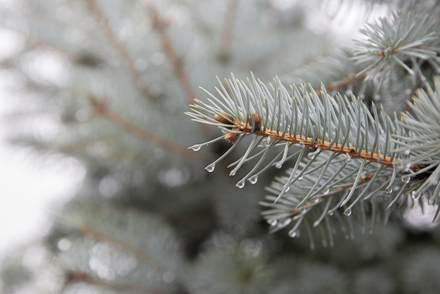 The sparkling fir-tree branches in hoarfrost