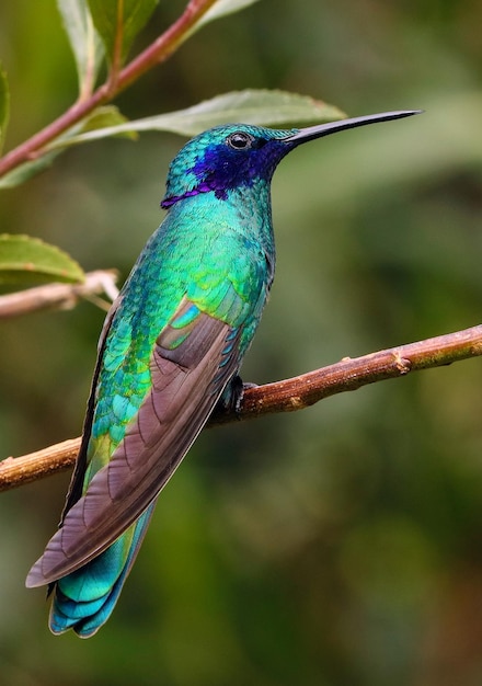 A Sparkling Violetear bird on a branch