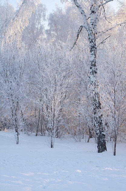 Sparks of sunlight in the frosty air during a walk in the winter park on frosty days