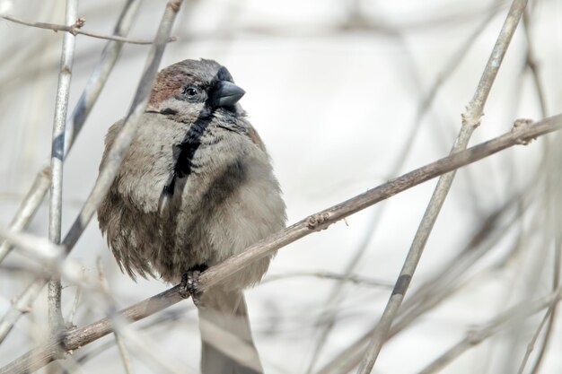 Sparrow on a branch