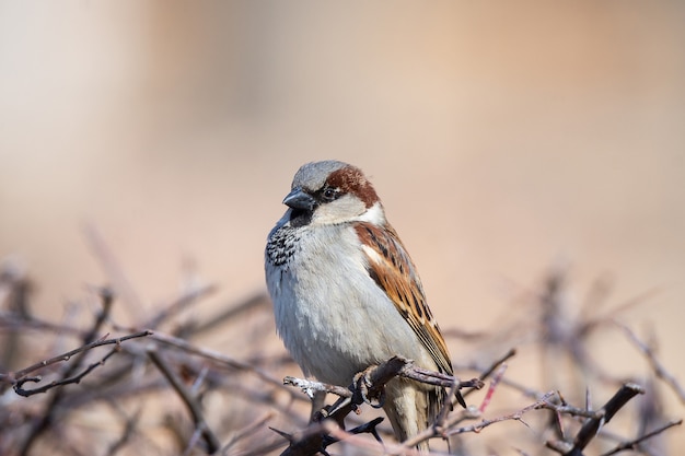 Sparrow on a branch