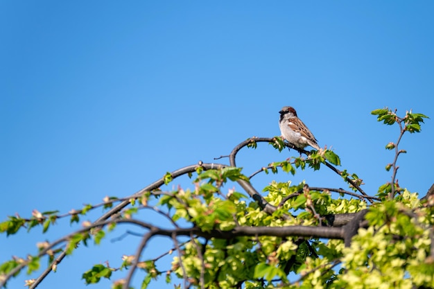 Sparrow in the branches of a bush on the background of a blue sky copy space