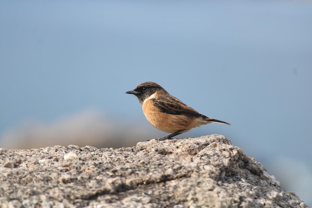 sparrow in a Coruna