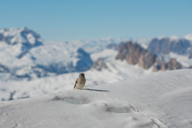 A sparrow in Dolomites snow winter time