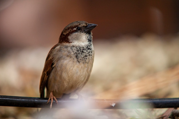 Sparrow in the middle of nature in Dominican Republic