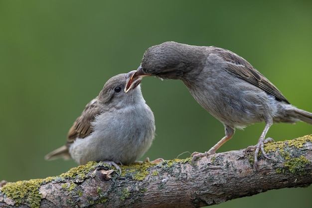 Sparrow Passer domesticus an adult sparrow feeds its young chick