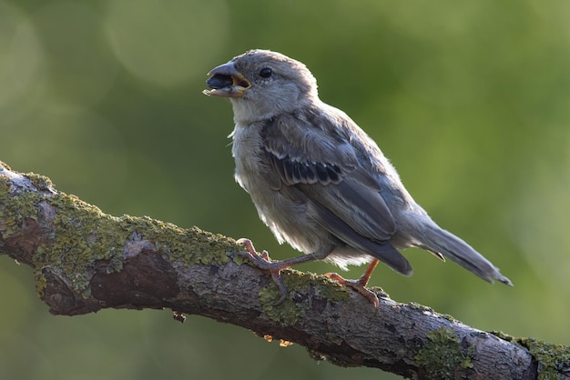 Sparrow Passer domesticus a beautiful sparrow in a natural environment