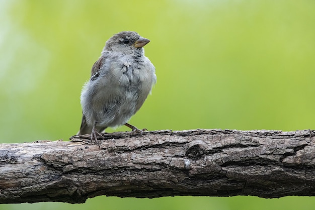 Sparrow Passer domesticus a beautiful sparrow in a natural environment