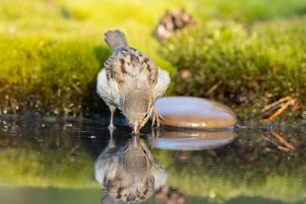 Sparrow Passer domesticus a beautiful sparrow in a natural environment