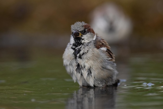 Sparrow Passer domesticus a young sparrow is bathing