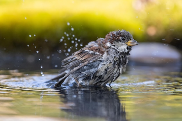 Sparrow Passer domesticus a young sparrow is bathing