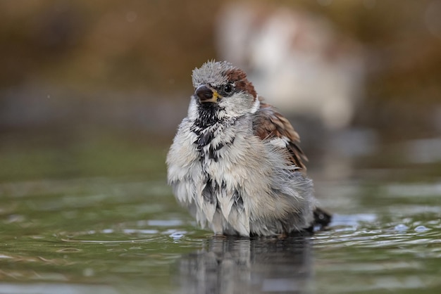 Sparrow Passer domesticus a young sparrow is bathing