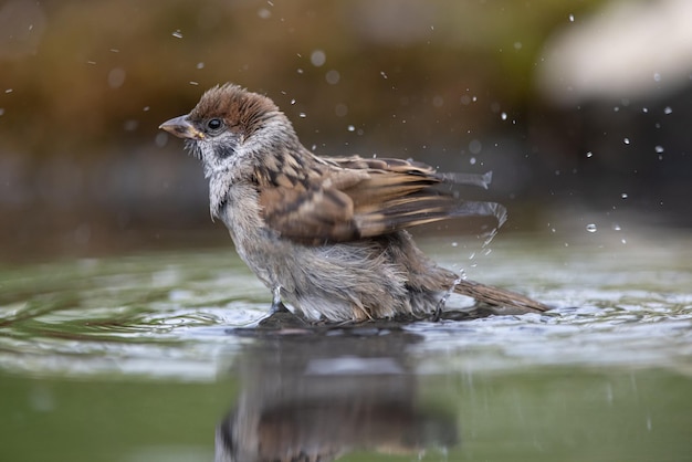 Sparrow Passer domesticus a young sparrow is bathing