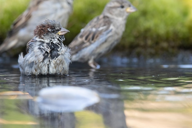 Sparrow Passer domesticus a young sparrow is bathing