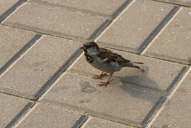 Sparrow on paving slabs