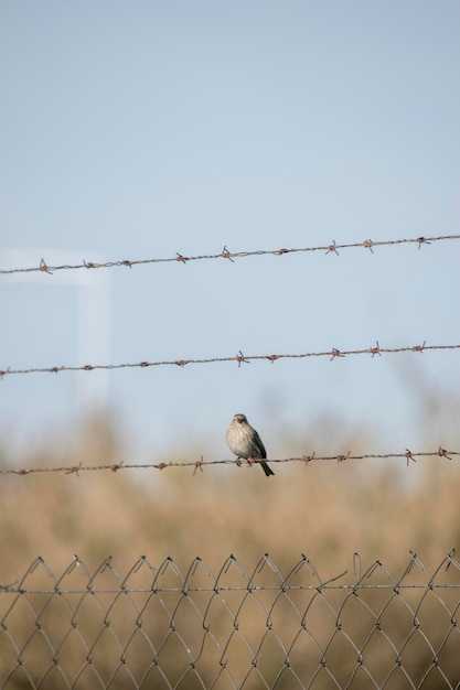 sparrow perched on barbed wire