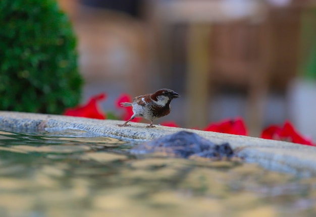 Sparrow perched on a fountain and surrounded by water