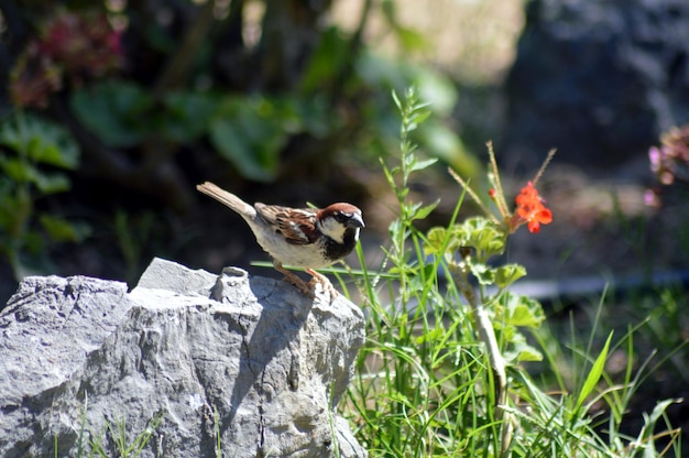 Photo sparrow perching on rock by plants