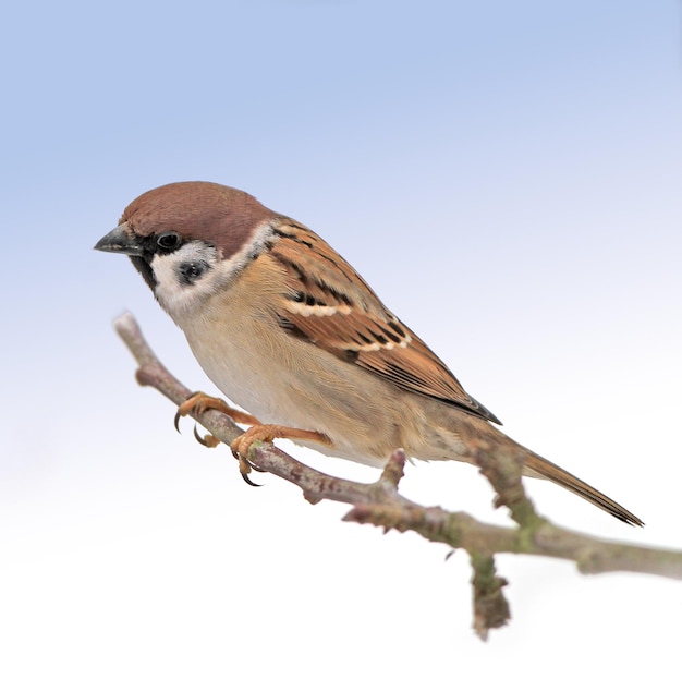 Sparrow Sparrows are a family of small passerine birds Passeridae They are also known as true sparrows or Old World sparrows names also used for a particular genus of the family Passer