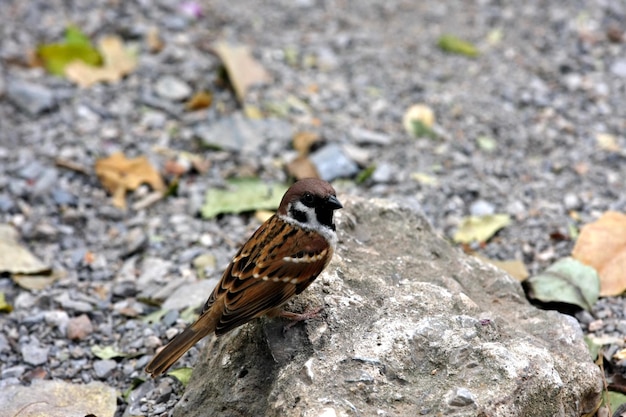 The sparrow turned around and looked puzzled.