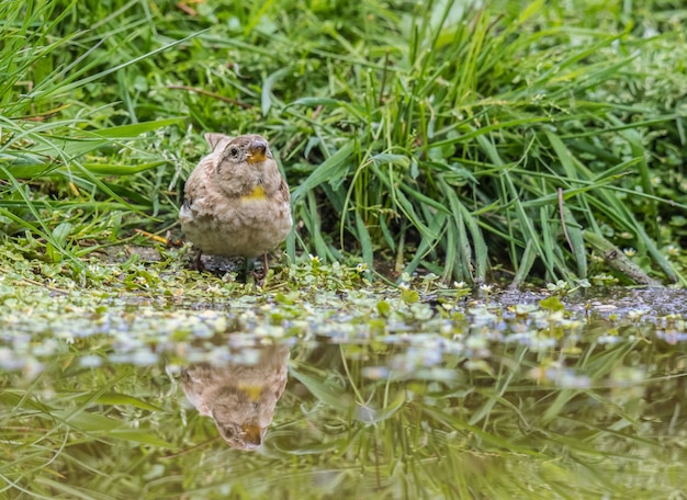 Sparrow with its magnificent colors appears in the spring