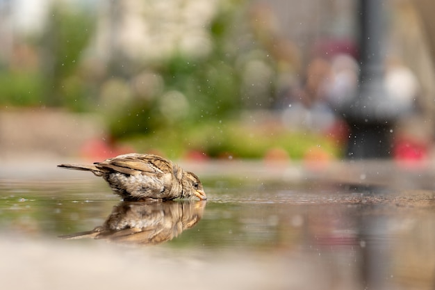 Sparrow. A young sparrow drinks water.