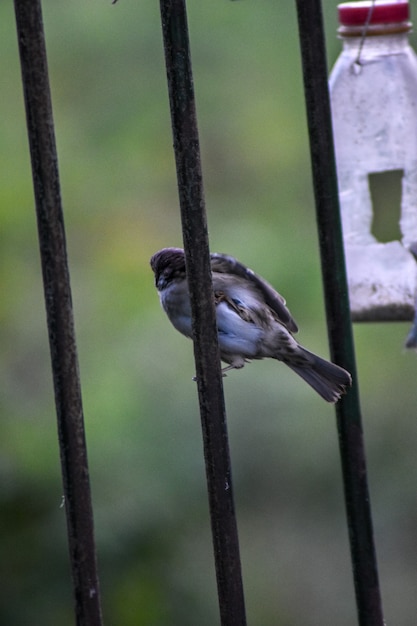 Sparrows eat from the feeder