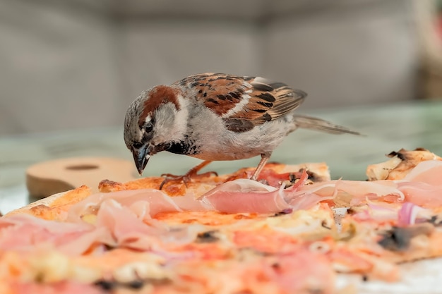 Sparrows eat pizza in coffee street birds eat pizza