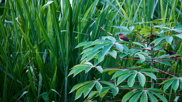 Sparrows in Harmony. A Moment of Rest on a Cassava Stalk