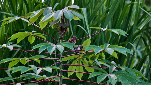 Sparrows in Harmony. A Moment of Rest on a Cassava Stalk