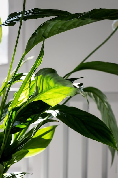 Spathiphyllum flower peace lilies flower female happiness hard shadows Selective focus