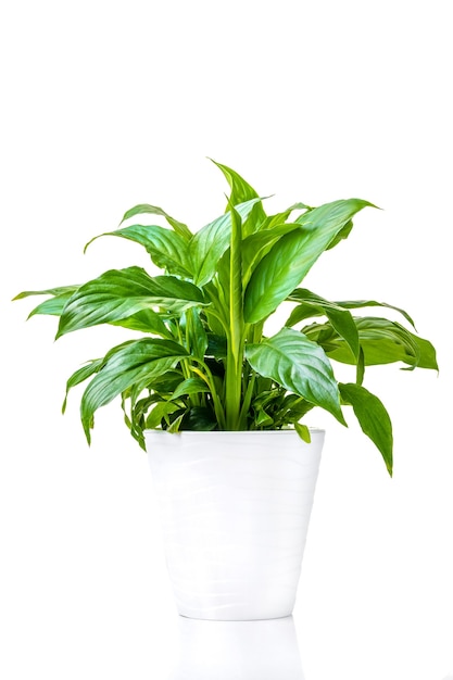 Spathiphyllum. Ornamental green plant for home interior grown in a pot, isolated on white background. Close-up.