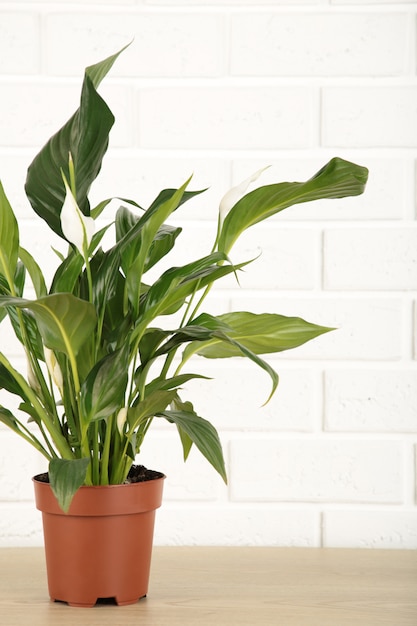 Spathiphyllum plant on a white background