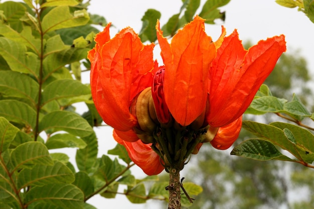 Spathodea Campanulata Flower Vijayapura Karnataka