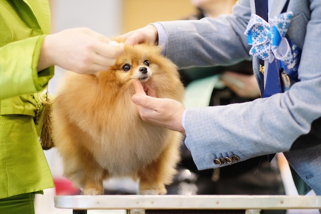 A specialist examines spitz during a dog show