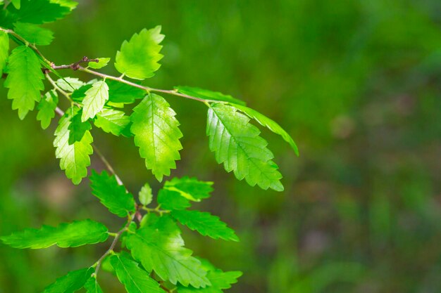 A species of the Zelkova tree Zelkova serrata keyaki Japanese zelkova Kinme keyaki Young green yellow leaves in spring