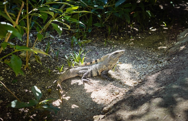 A specimen of black spinytailed iguana typical of the Mexican Caribbean