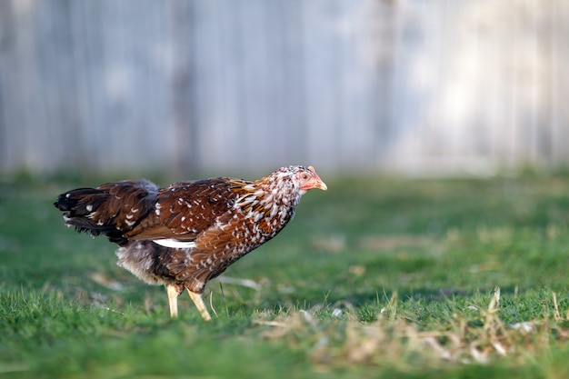 Speckled brown hen pecks food in the village yard on a sunny day